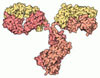 IgG (Intrathecal Gamma Globulin)