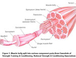 muscle