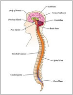 nervous system