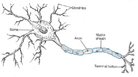 neuron