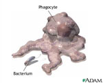 phagocyte