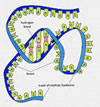 RNA