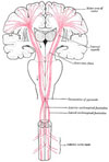 upper motor neurons