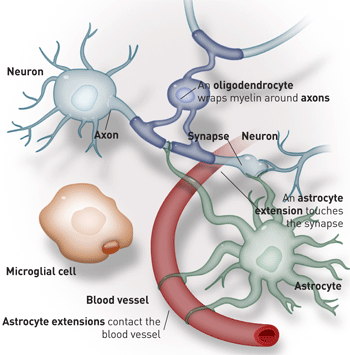 Many cells in the nervous system contribute to ALS