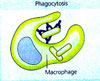 macrophage