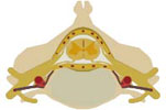 spinal cord