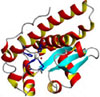 superoxide dismutase 1 (SOD1)