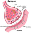 synapse