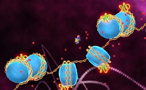 HDAC acetylation epigenetics ALS