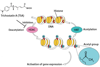 HDAC ALS trichostatin A