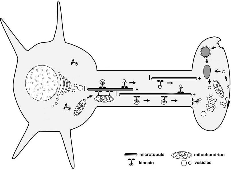 mitochondria trafficking dynamics ALS