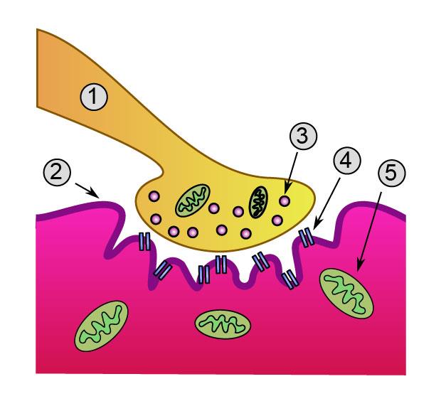 ALS neuromuscular junction mitochondria