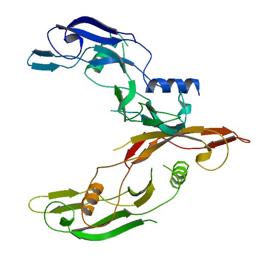 GDNF neurotrophin ALS