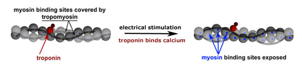 CK-357 increases the calcium affinity of fast skeletal muscle troponin