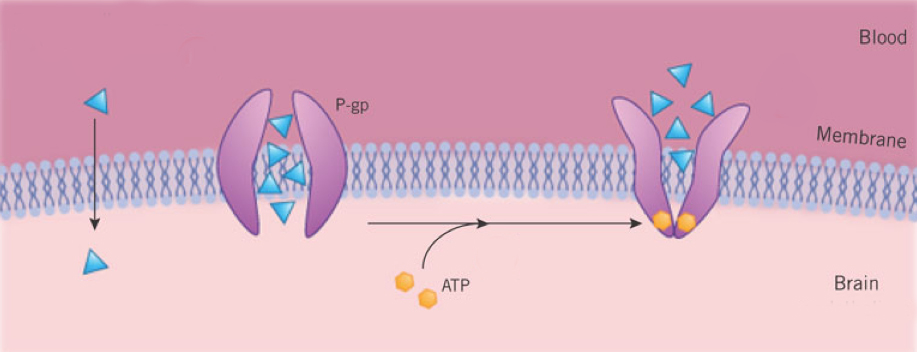 drug efflux pharmacoresistance ALS p-glycoprotein