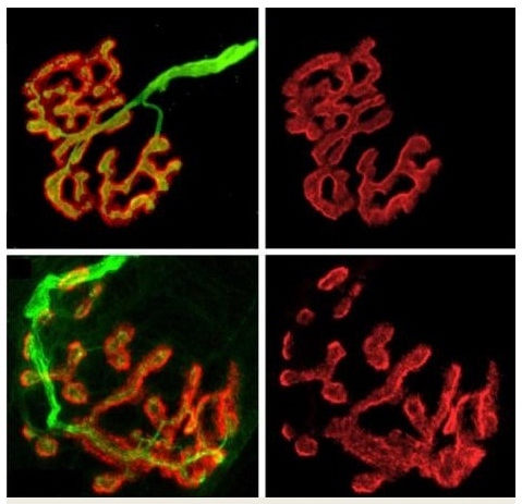 biglycan is required for synaptic stability in mice