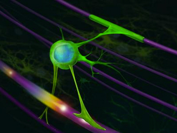 oligodendrocyte oligodendroglia myelin motor neuron ALS