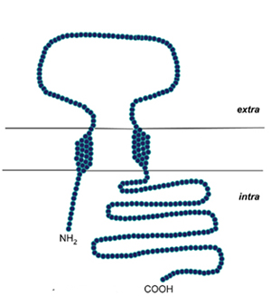 signma 1 receptor brainstem medulla motor neuron speech swallowing ALS