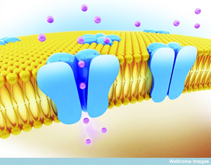 cortical hyperexcitability sodium channel ALS MND