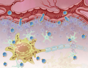 T cell infiltration costimulatory pathway inflammation CD40L ALS MND