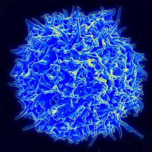 T cell