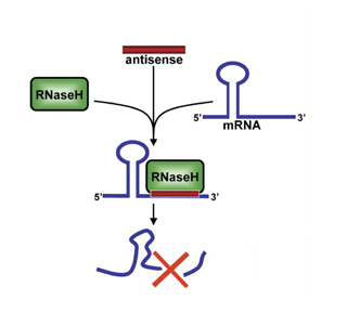 antisense oligonucleotides ASO RNAseH ALS