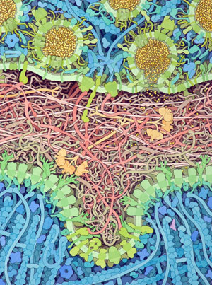 neuromuscular junction stability laminin MMP9 ALS MND David Goodsell Scripps