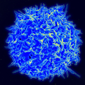 regulatory T cell FOXp3 ALS MND