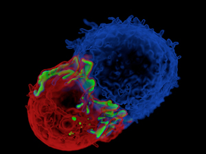 regulatory T cell FOXp3 antigen presenting cell dendritic cell ALS MND