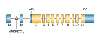 C9ORF72 Rademakers RNA foci repeat expansion motor neuron ALS MND FTD FTLD