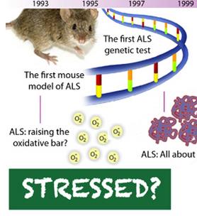 SOD1 superoxde dismutase 1 als mnd