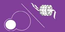 Autophagy/Proteasome