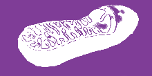 Mitochondrial Dysfuntion