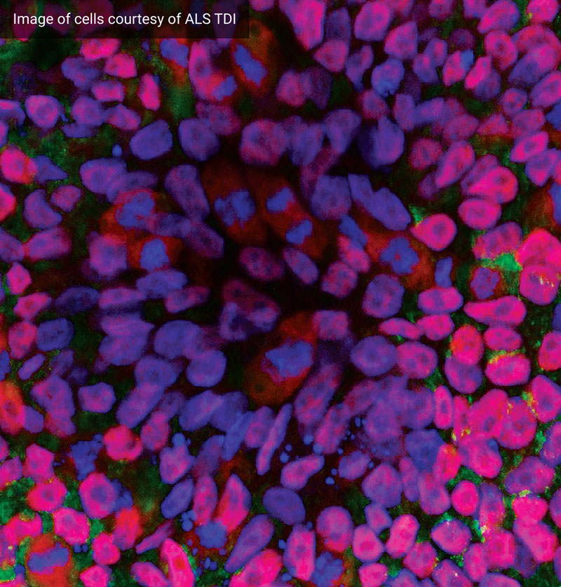 Cells